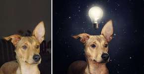 Fotógrafo cria montagens surreais com cachorros abandonados para incentivar adoção