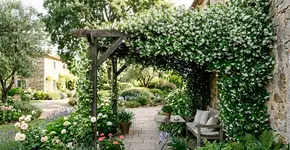 Uma planta trepadeira encantadora e rústica que transforma qualquer jardim em um paraíso