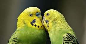 Foto: (Imagem sem texto alternativo disponivel ID [1869030])