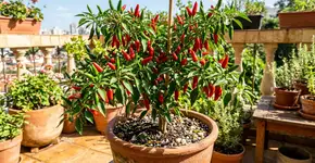 Como cultivar pimentas em abundância com dicas simples que te ajudarão a ter pimentas frescas e limpas para comer todos os dias.