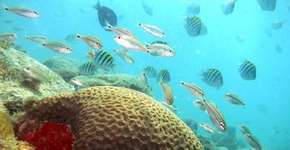 Foto: (Imagem sem texto alternativo disponivel ID [991809])