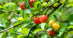 Fruta popular que pode ajudar a regular pressão e na absorção de ferro