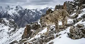 Nos Himalaias, leopardos-das-neves e leopardos comuns competem entre si devido à ação humana