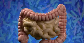 Descoberta relação interessante entre Alzheimer e intestino