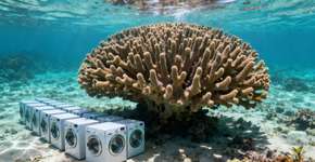 Uma criatura marinha do tamanho de 50 máquinas de lavar foi encontrada nas Ilhas Salomão