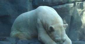 Ajude a salvar Arturo, o urso polar mais triste do mundo