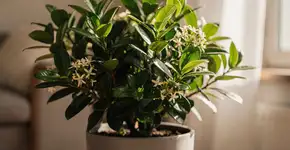 Foto: (Imagem sem texto alternativo disponivel ID [2697592])