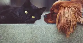 Todos querem saber: cães e gatos podem contrair coronavírus?