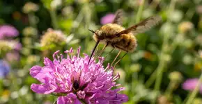 Que insetos peludos, parecidos com ventosas, são esses que estão no jardim?