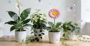 Foto: (Imagem sem texto alternativo disponivel ID [2674613])