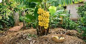 5 dicas para famílias que cultivam bananeiras no quintal