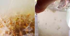 Como fazer rejuvelac: a bebiba probiótica que faz um bem danado