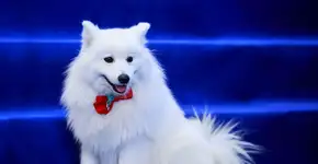 Foto: (Imagem sem texto alternativo disponivel ID [2685480])