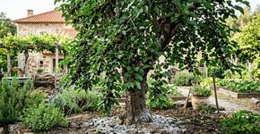 Para que serve colocar cinzas de madeira no tronco e como aplicar para a planta nunca parar de produzir