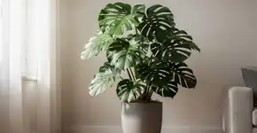 Foto: (Imagem sem texto alternativo disponivel ID [2721963])