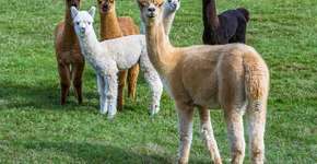 Foto: (Imagem sem texto alternativo disponivel ID [2609495])