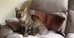 Conheça Nutmeg, o gato mais velho do mundo