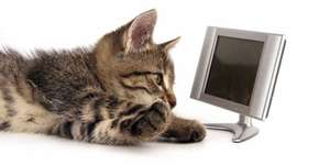 Ver vídeo de gatos diminui ansiedade e gera pensamentos positivos