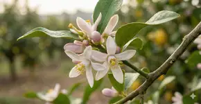 Foto: (Imagem gerada por IA/Gemini)