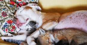 Foto: (Imagem sem texto alternativo disponivel ID [833810])