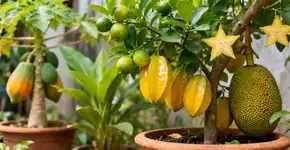 7 plantas frutíferas de fácil cultivo, perfeitas para jardineiros iniciantes