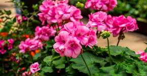 8 plantas que mantêm baratas longe com perfume e beleza