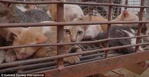 Investigação expõe crueldade do comércio de carne de cães e gatos