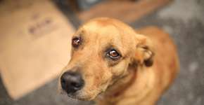 O que fazer em caso de abandono de animais