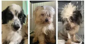 Mulher é presa por maus-tratos de 53 cães no ES