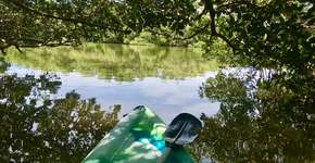 Faça caiaque ao lado de golfinhos livres em Punta Gorda, na Flórida