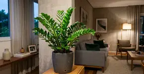 As 5 plantas mais fáceis de cultivar em ambientes internos