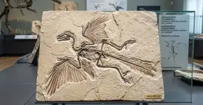 Um fóssil de Archaeopteryx datado de cerca de 150 milhões de anos, escondido por décadas e reanalisado usando tomografias computadorizadas e luz ultravioleta, finalmente revelou um detalhe que pode encerrar um debate científico que dura mais de 160 anos sobre como o voo das aves começou