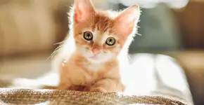 Empresa dá passagens aéreas para quem adotar gatinhos