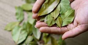 Foto: (Imagem sem texto alternativo disponivel ID [2763148])