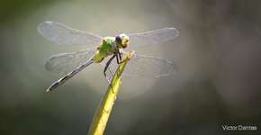 Greenpedia: a enciclopédia da preservação do meio ambiente no Brasil