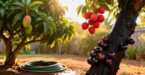 De janeiro a dezembro, cada mês de nascimento tem sua própria árvore frutífera