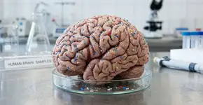 Seu cérebro pode estar cheio de microplásticos… E você nem sabe disso