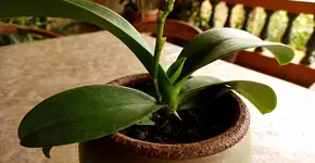 Foto: (Imagem sem texto alternativo disponivel ID [2691590])