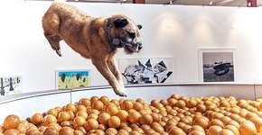 Exposição de arte para cachorros é inaugurada na Inglaterra