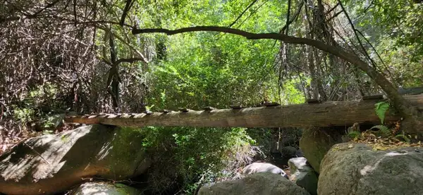 A água usada na produção das cervejas  vem diretamente das nascentes da Cordilheira