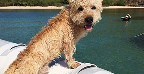 Cão morre após ingerir sacola plástica e tutora faz alerta