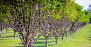 Rodízio de jabuticaba é atração de parque no interior de SP