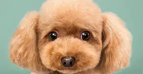 Antes e depois: cachorros cortam cabelo e resultado é imperdível