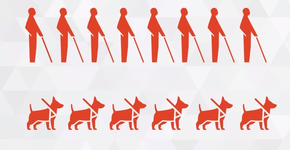 Projeto que treina cães-guia e os doa para cegos precisa de ajuda