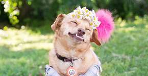 Cachorrinha em cadeira de rodas é adotada e escapa da morte