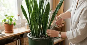 Nem semanalmente nem mensalmente: quando recomendam aparar a espada de são jorge e porquê?