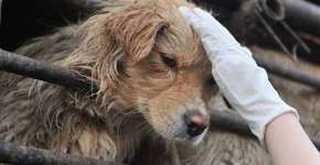2,3 milhões de pessoas apoiam fim de festival de carne de cachorro