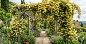 A trepadeira de flores douradas que conquista jardins durante todo o ano: cresce rapidamente, quase não tem espinhos e é ideal para decoração