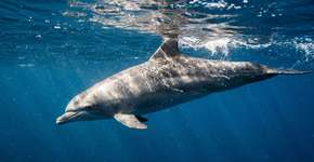 Em 1964, cientistas descobriram que esse mamífero marinho conseguia dormir com metade do cérebro acordado, e não é o único que quase nunca descansa