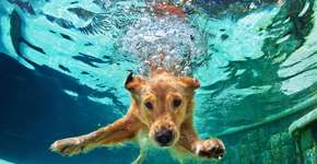 Foto: (Bicho raro/iStock)